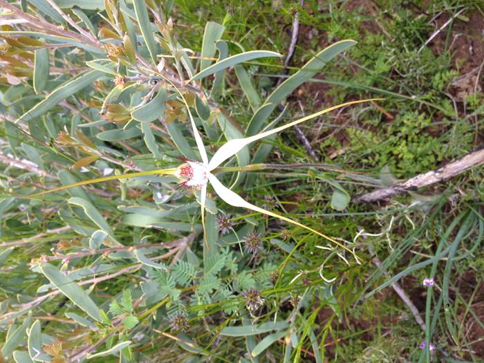 Caladenia - Orchid-spider-20003.JPG